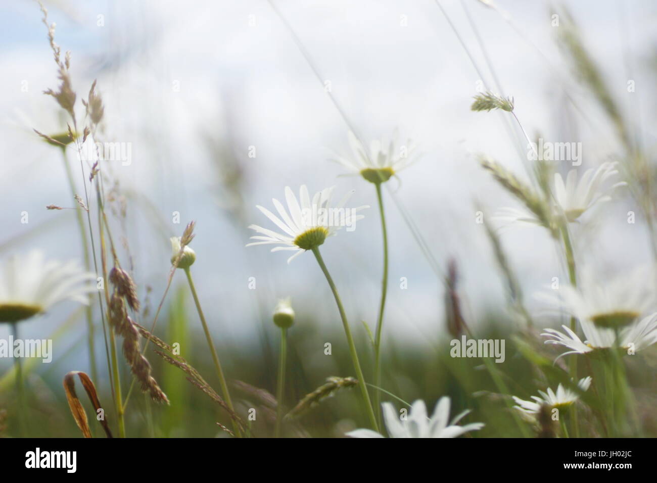 Fleurs et l'herbe éclairées par la lumière du soleil chaud de l'été sur un pré, abstract backgrounds naturel pour votre conception. Camomille Meadow Banque D'Images