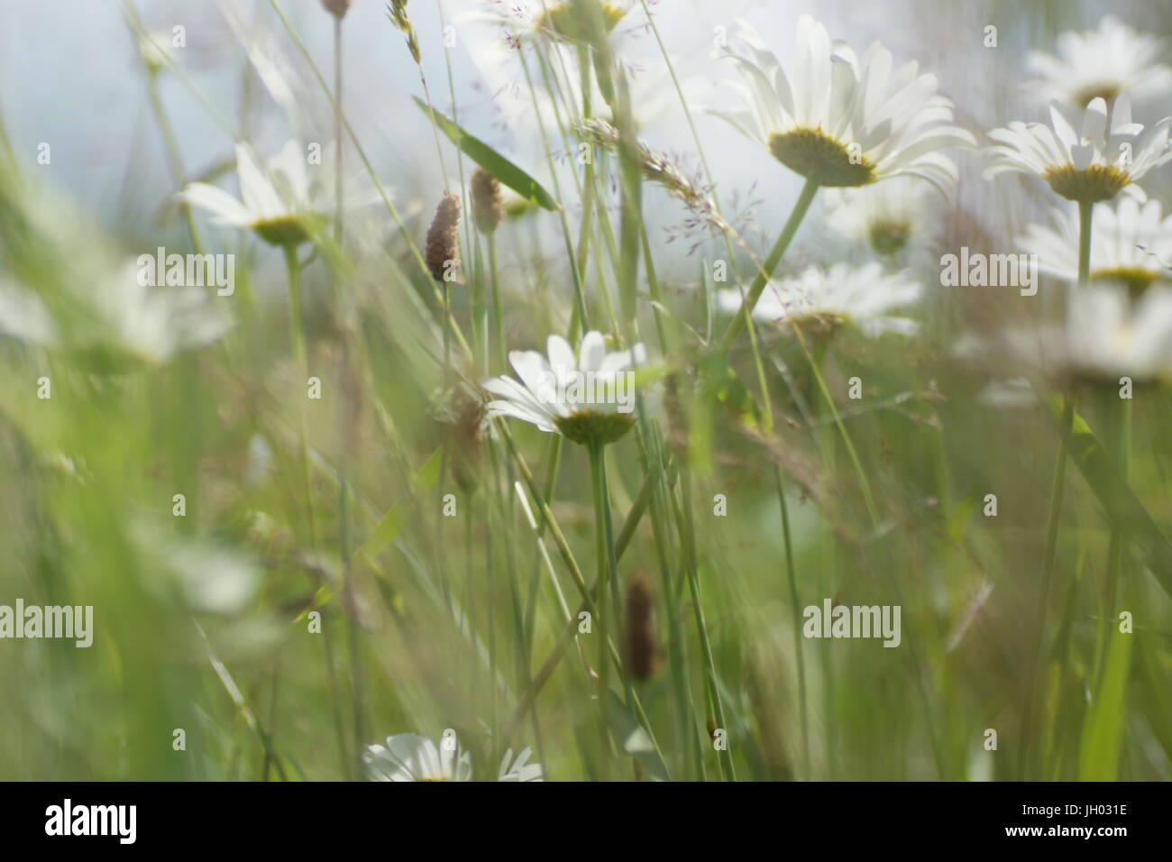 Fleurs et l'herbe éclairées par la lumière du soleil chaud de l'été sur un pré, abstract backgrounds naturel pour votre conception. Camomille Meadow Banque D'Images