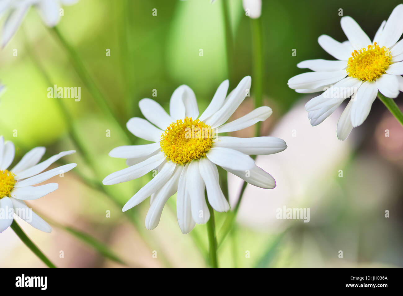 Fleur de camomille fleurs close up Banque D'Images
