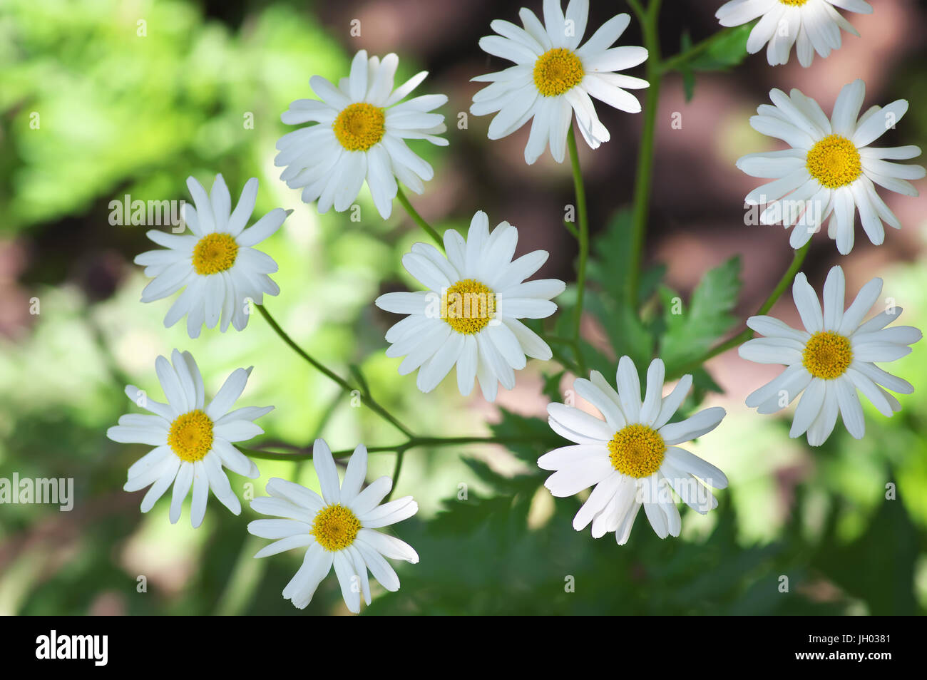 Fleur de camomille fleurs close up Banque D'Images