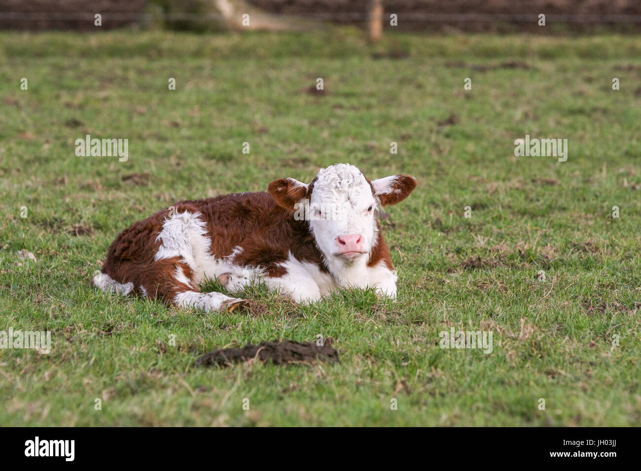 Vache bébé prévue de l'herbe dans un champ sur une ferme. Banque D'Images