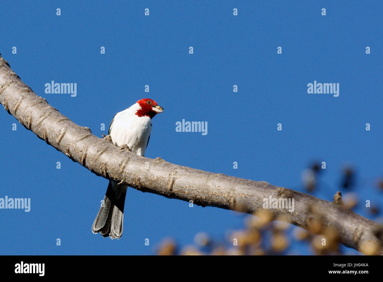 Le Cardinal, oiseau-dommage-nord, Chapada Diamantina, Bahia, Brésil Banque D'Images