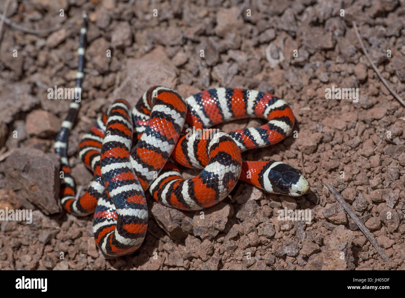 Arizona Mountain Kingsnake, (Lampropeltis pyromelana), près de Blue, Greenlee Co., Arizona, USA. Banque D'Images