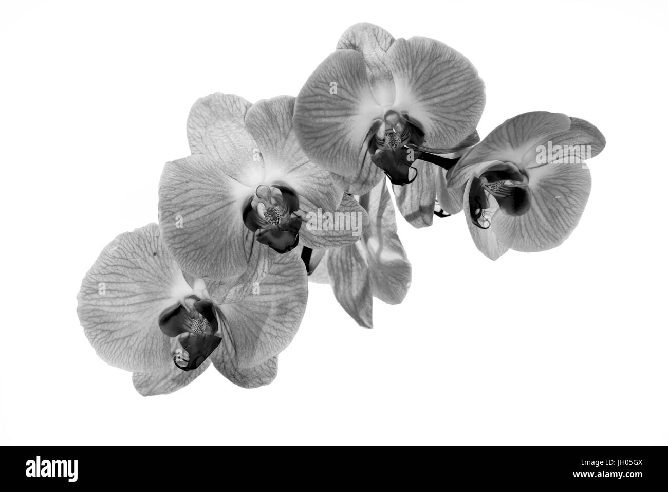 Fleurs isolées. noir et blanc Banque D'Images