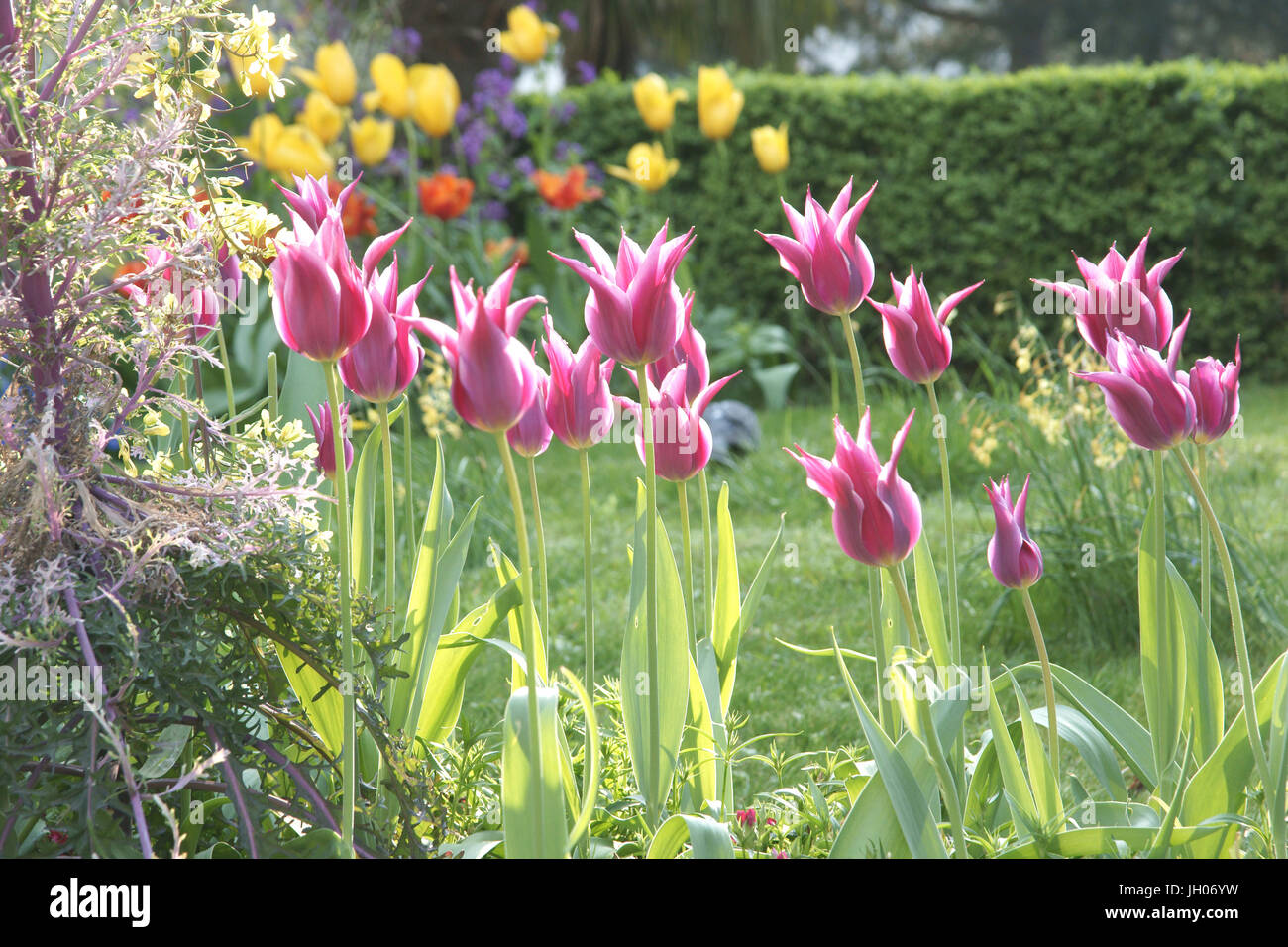 Fleur, tulipes, parc de la Roquette, Rue de la Roquette, 11ème arrondissement, (75011), Paris, France Banque D'Images