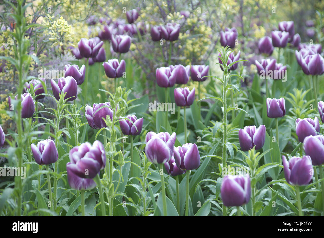 Fleur, tulipes, parc de la Roquette, Rue de la Roquette, 11ème arrondissement, (75011), Paris, France Banque D'Images