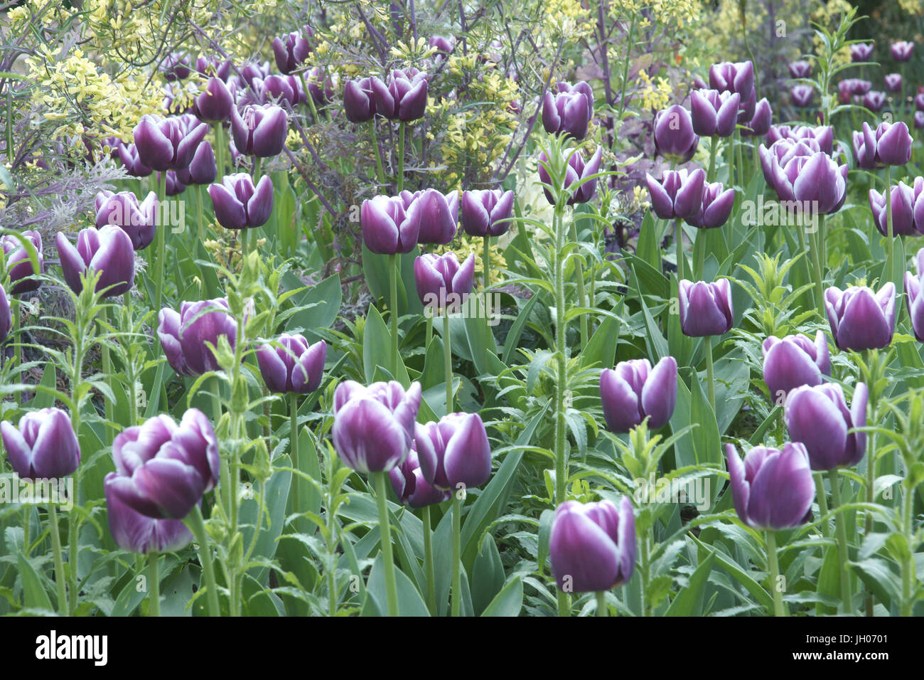 Fleur, tulipes, parc de la Roquette, Rue de la Roquette, 11ème arrondissement, (75011), Paris, France Banque D'Images