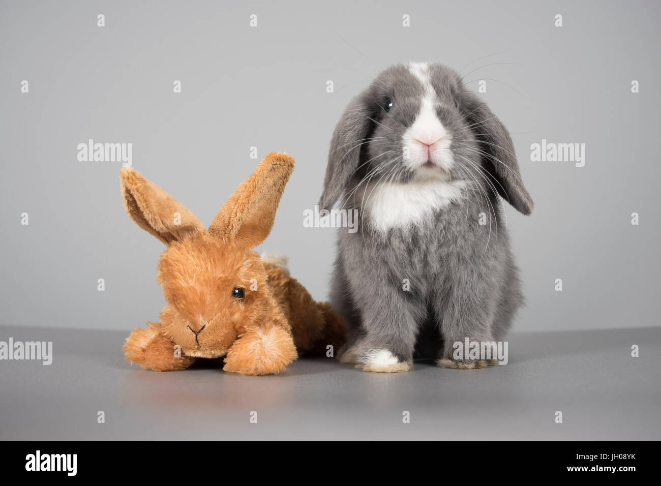 Mini lop lapin animal et son lapin ami. Le vrai lapin est mâle et 12 semaines, Royaume-Uni. Banque D'Images