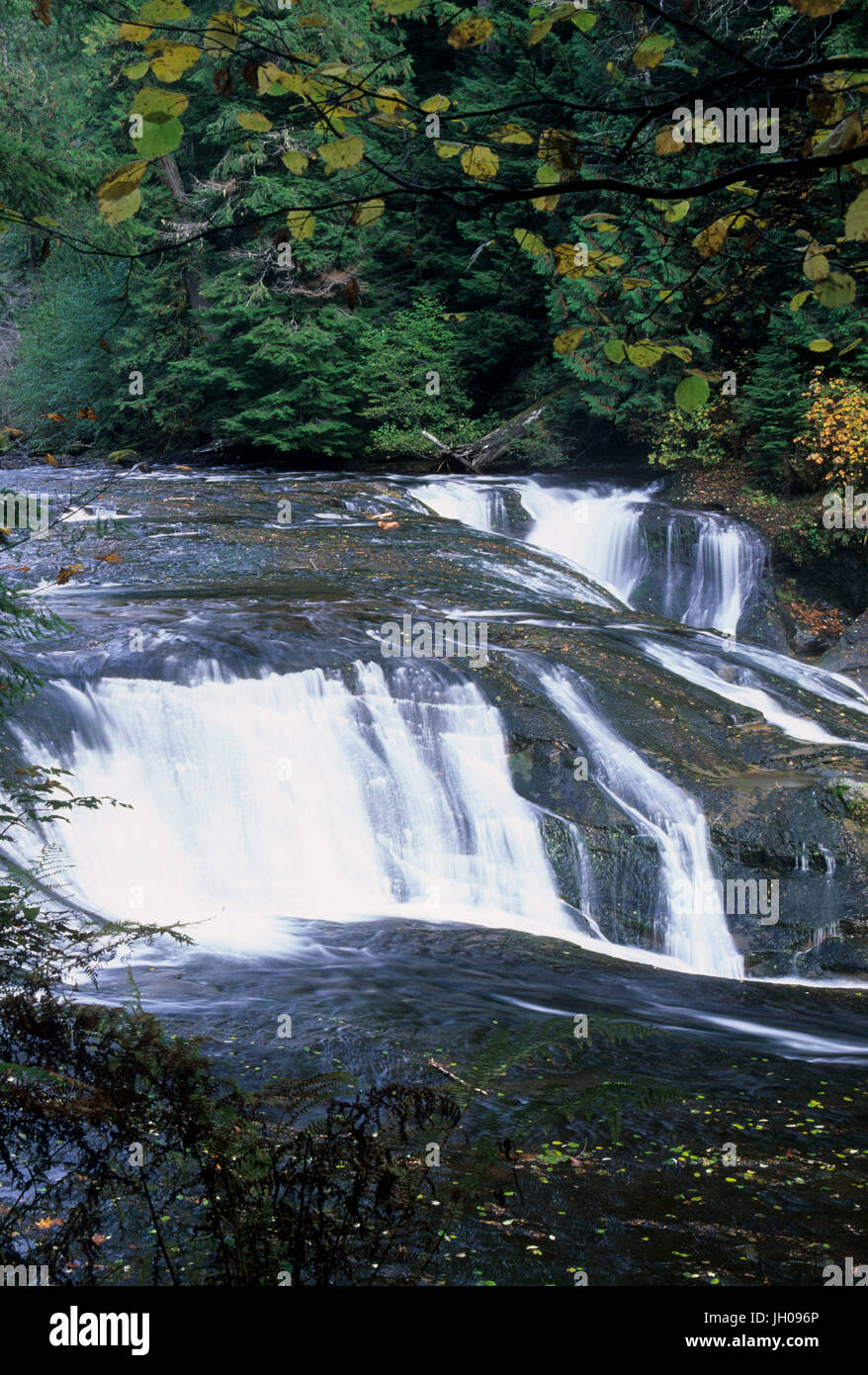 Milieu Lewis River Falls, Gifford Pinchot National Forest, Washington Banque D'Images