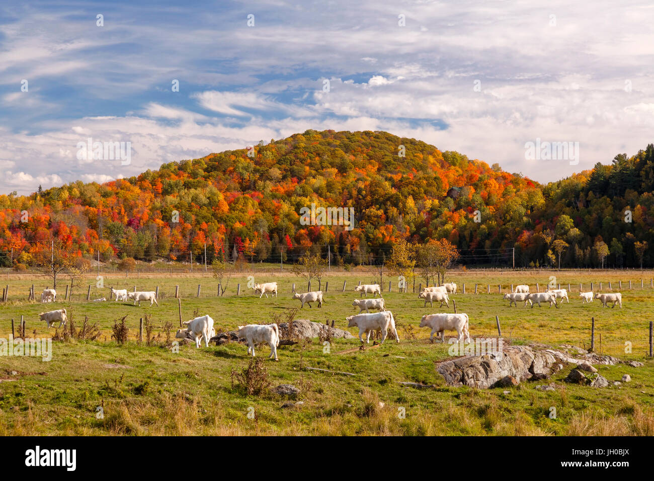 Un troupeau de bovins charolais (Bos taurus taurus) étant entassés retour à la ferme principale au cours de l'automne dans l'Ange-Gardien, Ouaouais, Québec, Canada. Banque D'Images