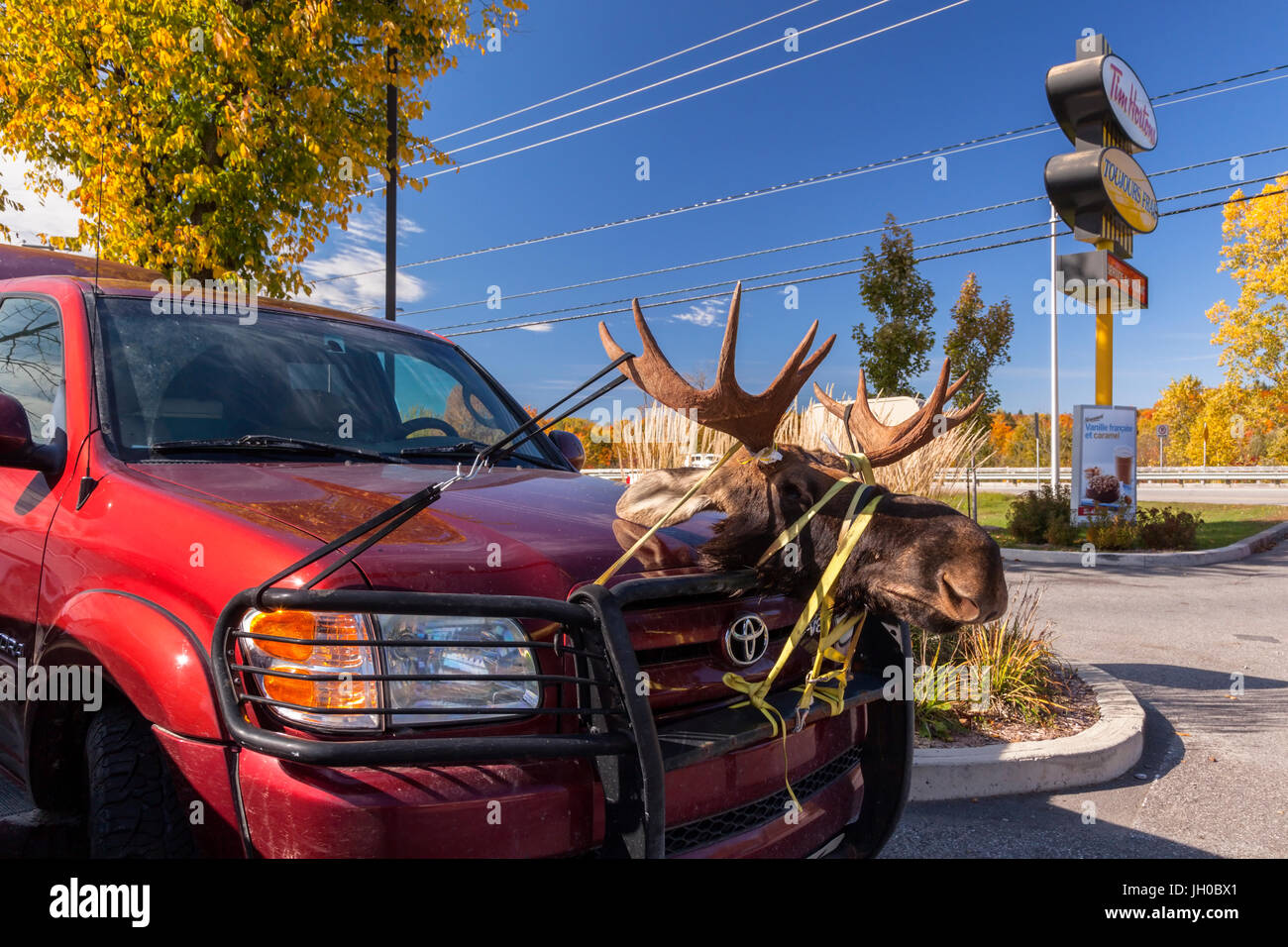 Une tête d'orignal attaché à l'avant d'un véhicule à Buckingham, Outaouais, Québec, Canada. Banque D'Images
