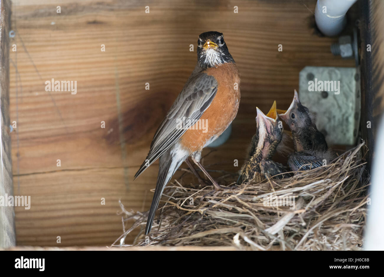Robin oiseaux nourrir bébé Banque D'Images