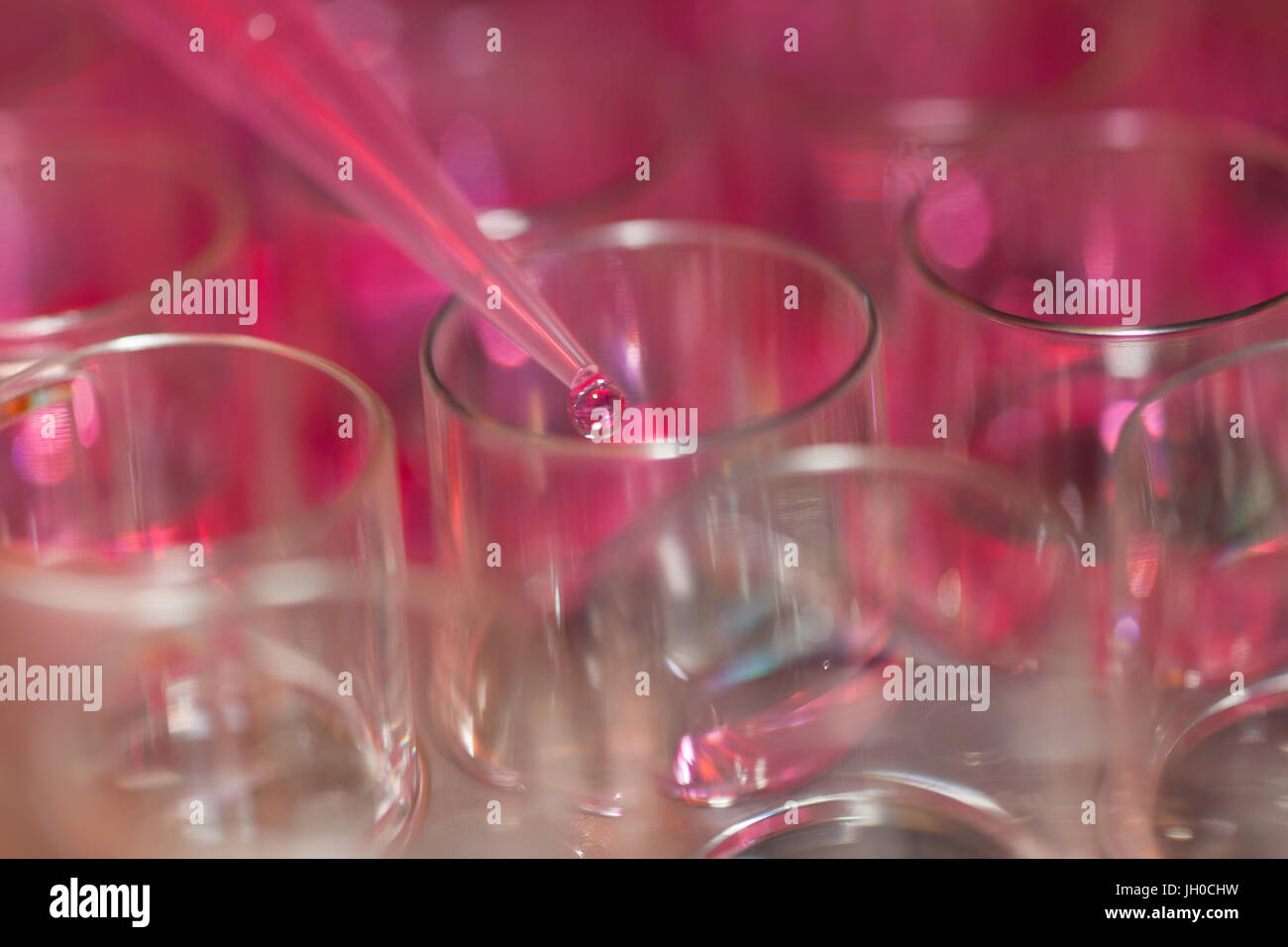 Pipettage des microtiterplates en laboratoire, close-up Banque D'Images