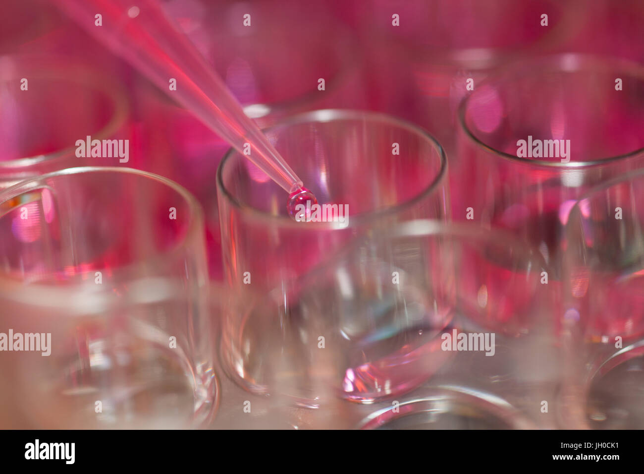 Pipettage des microtiterplates en laboratoire, close-up Banque D'Images