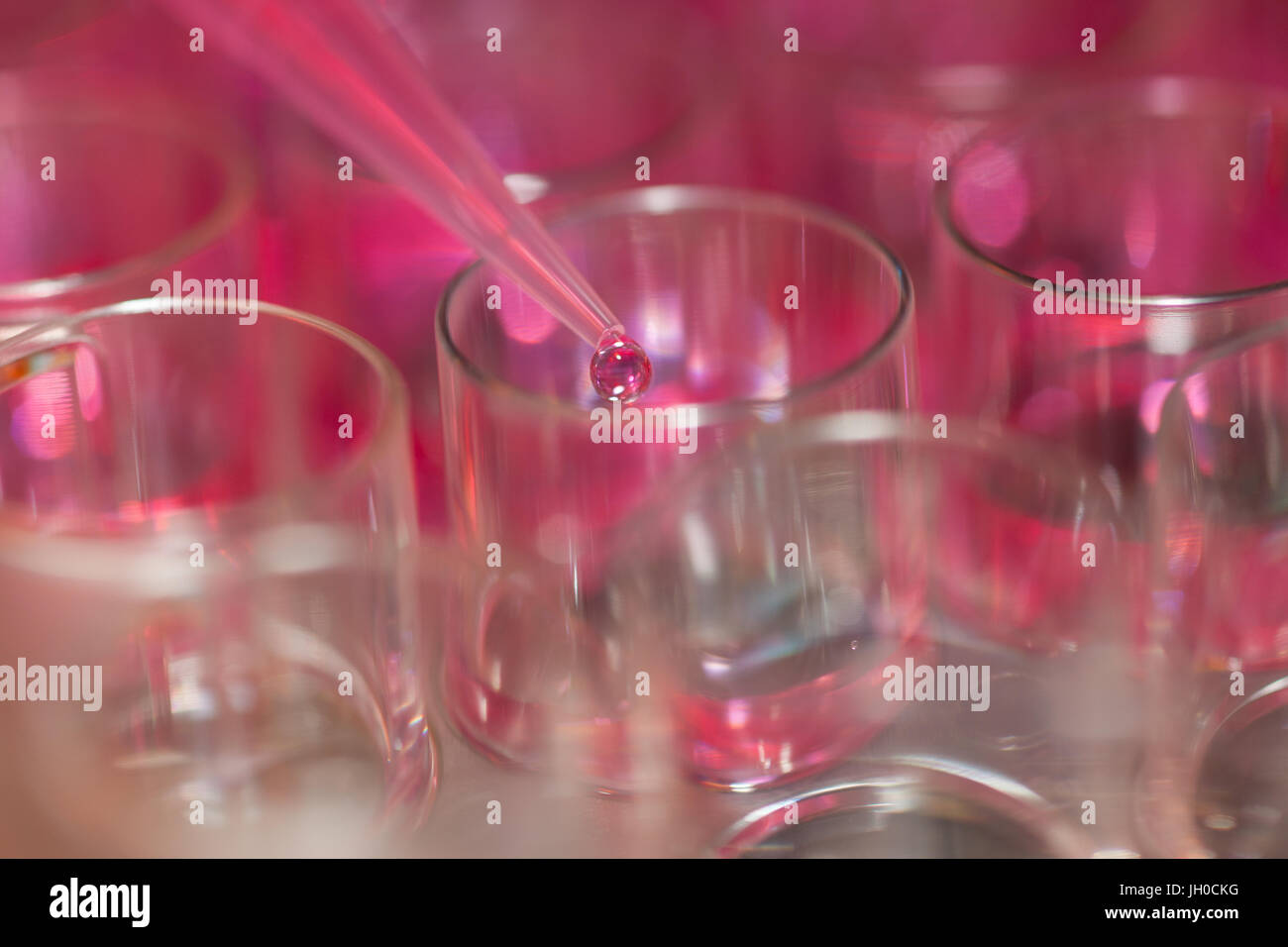 Pipettage des microtiterplates en laboratoire, close-up Banque D'Images
