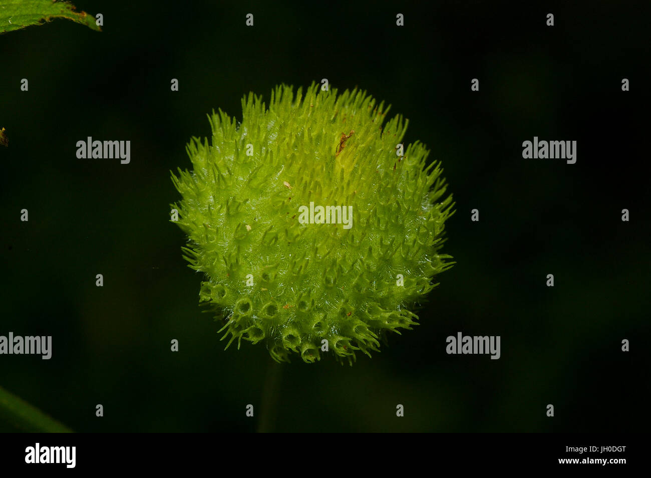 Fleurs en forme de boule Banque de photographies et d’images à haute