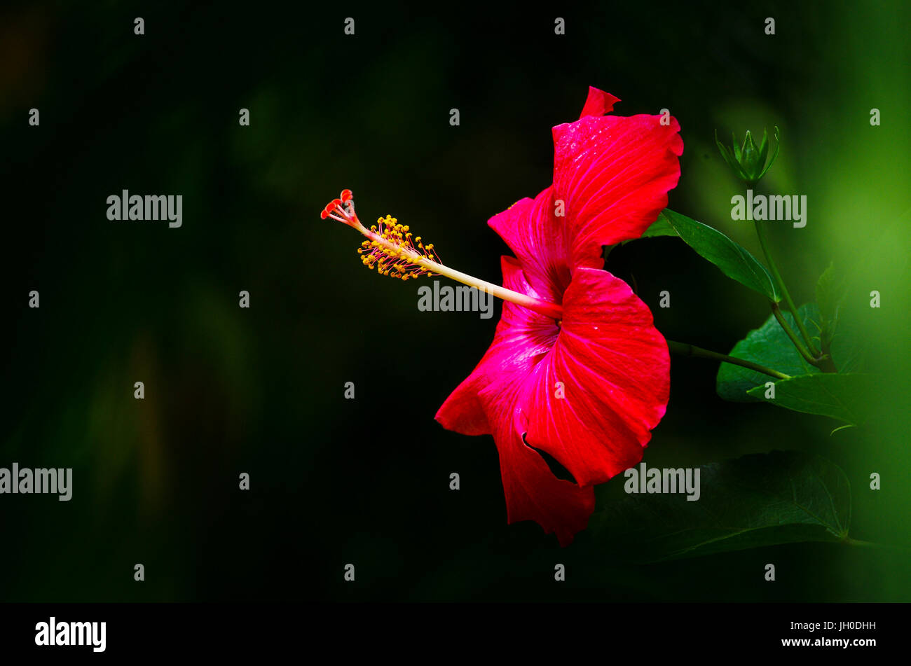 Fleur d'Hibiscus rouge avec fond sombre vue de côté Banque D'Images Fleur d'Hibiscus rouge avec fond sombre vue de côté Banque D'Images