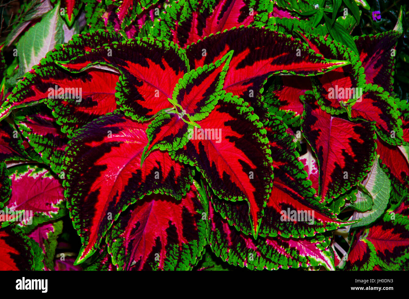 Solenostemon, communément appelé Coléus est un genre de plantes à fleurs de la famille Lamiaceae. Banque D'Images