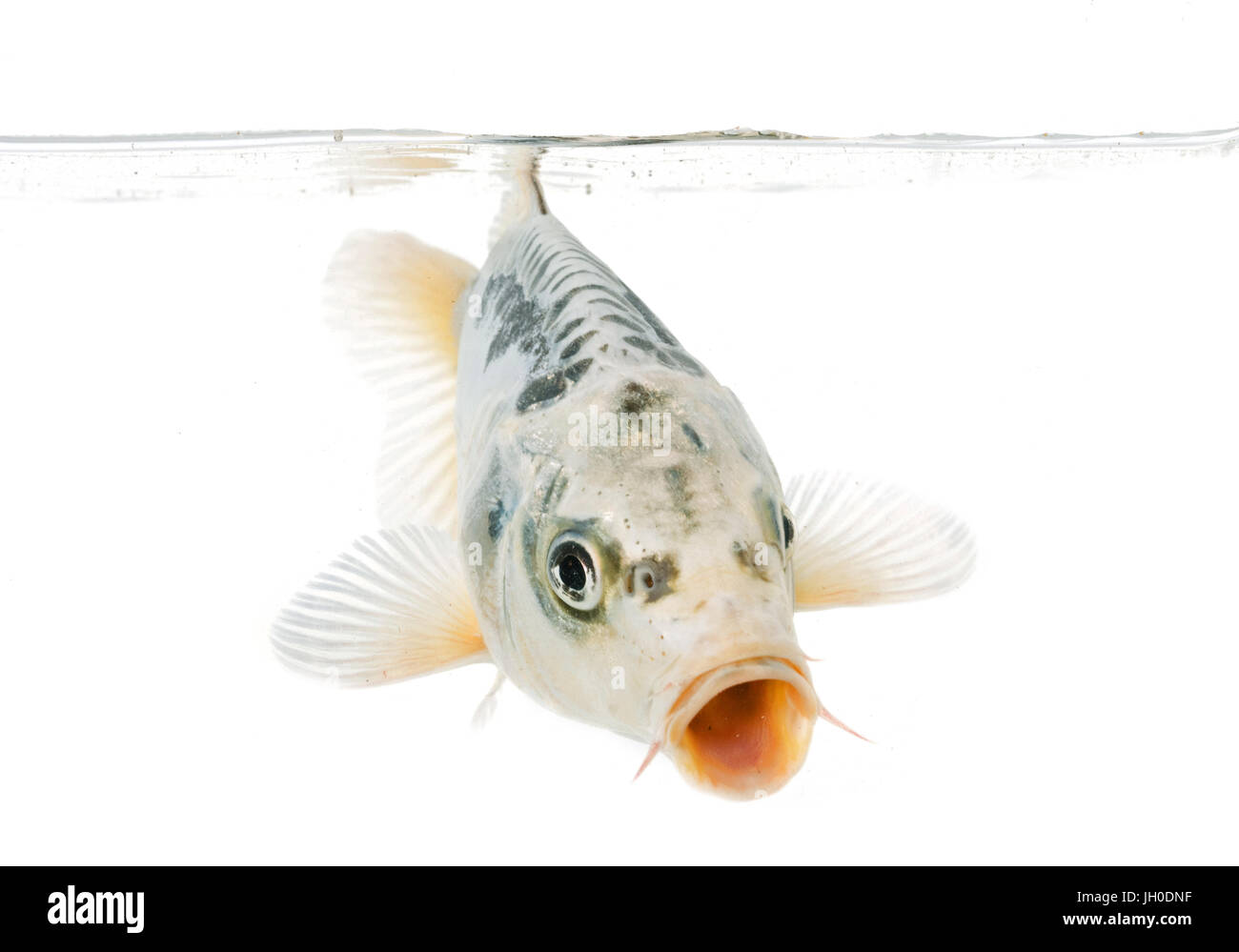 Koi carp in front of white background Banque D'Images