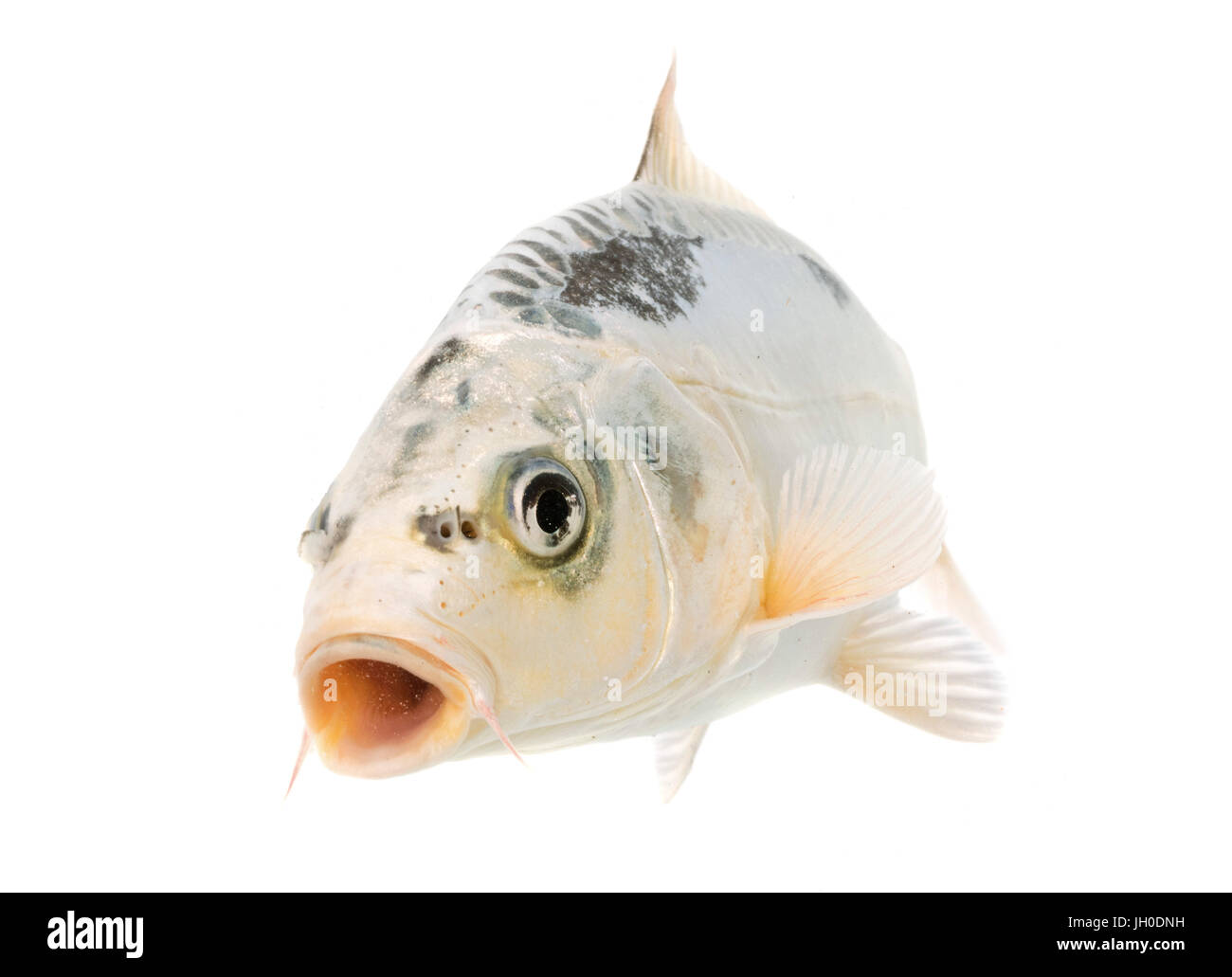 Koi carp in front of white background Banque D'Images