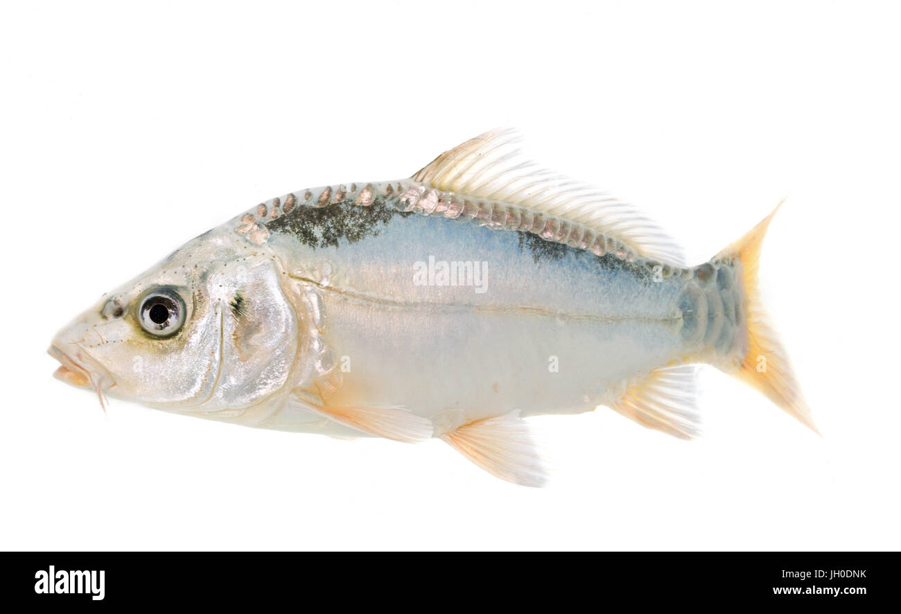 Koi carp in front of white background Banque D'Images