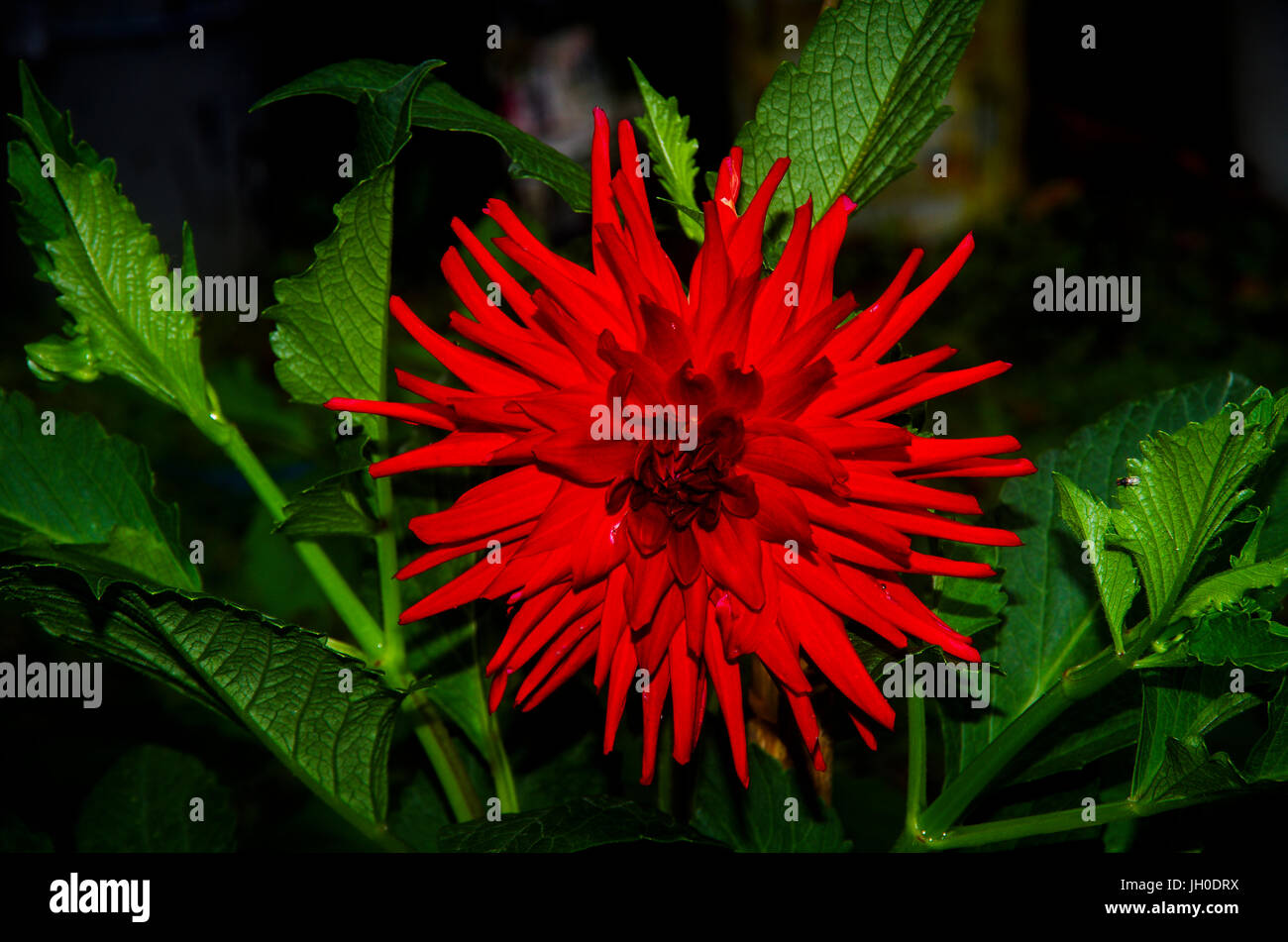 Rouge intense dalia fleur sur fond vert Banque D'Images