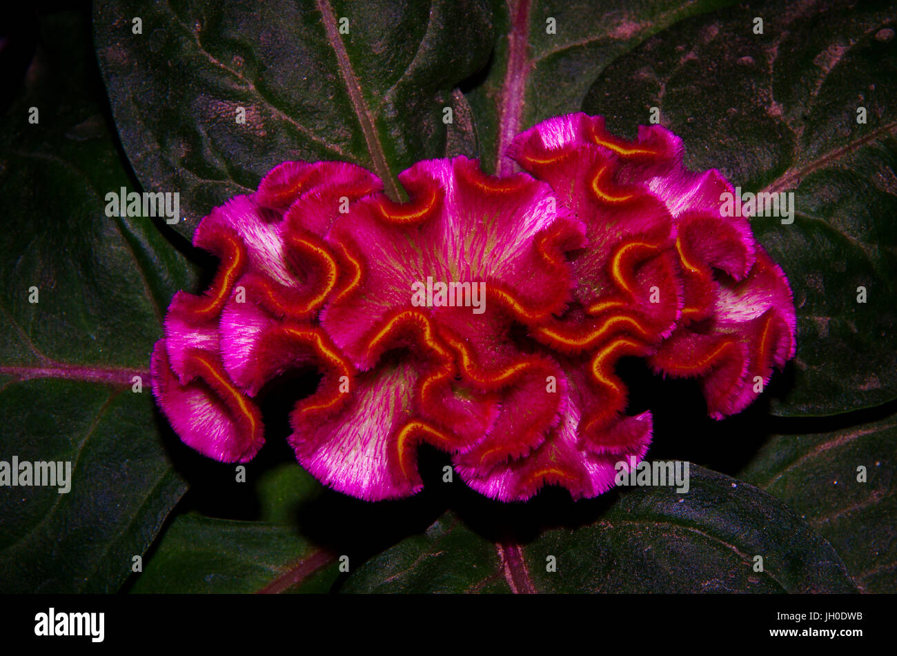 La célosie magenta fleurs rose presque rouge profond Banque D'Images