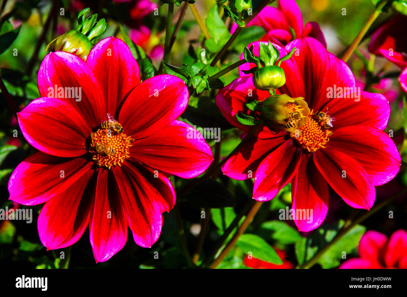 Les fleurs rouges avec les abeilles du miel Banque D'Images