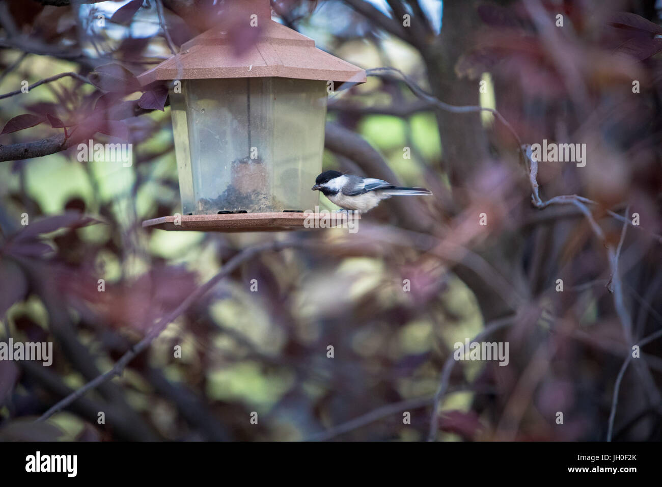 Un heureux petit chickadee rebondit de branche en branche en début de soirée. Banque D'Images