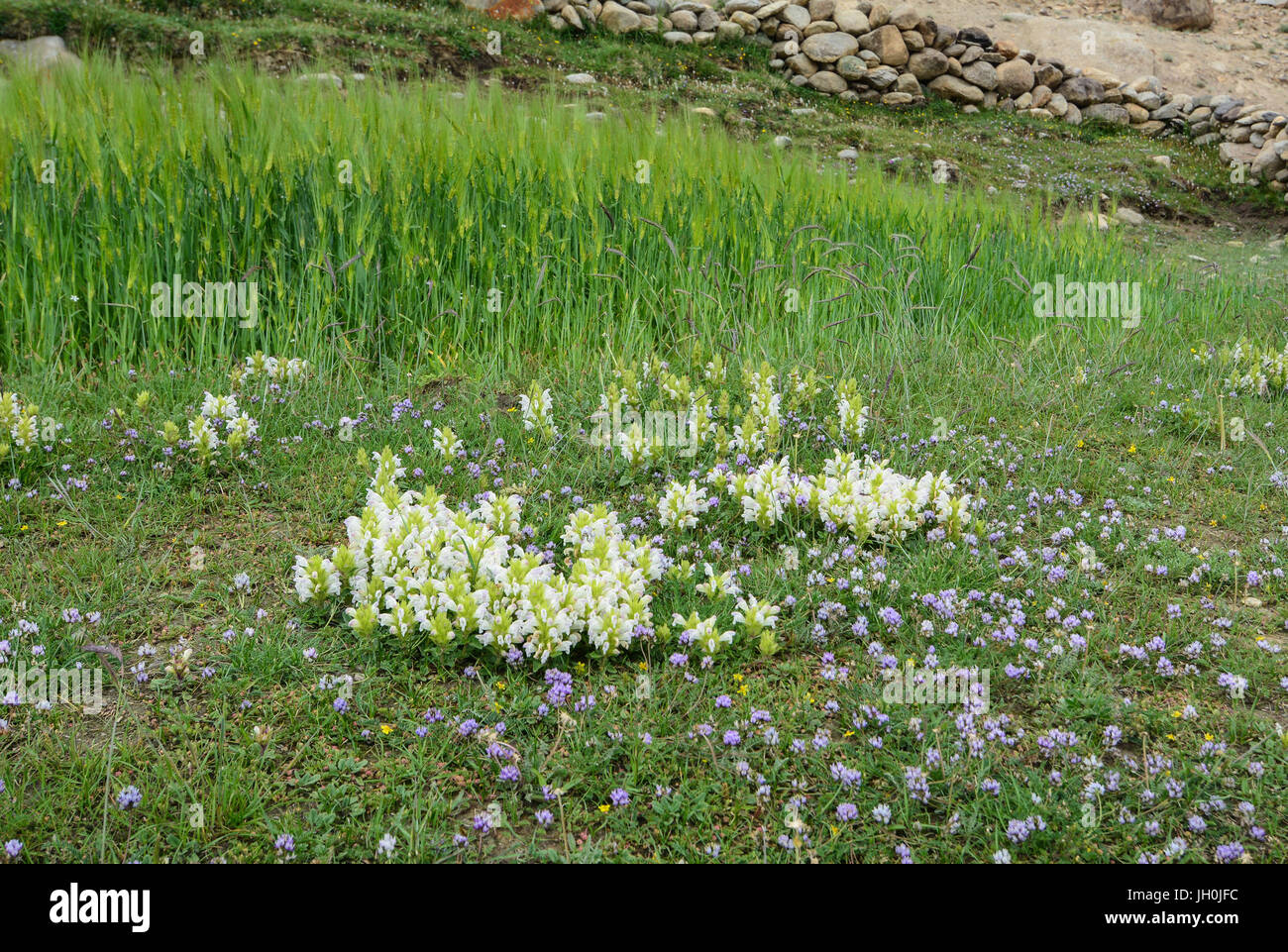 Fleurs sauvages fleurissent dans Leh, Ladakh, Inde. Le Ladakh est une des régions les moins peuplées au Jammu-et-Cachemire. Banque D'Images