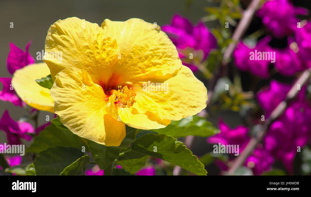 Close up image d'une fleur d'Hibiscus jaune Banque D'Images