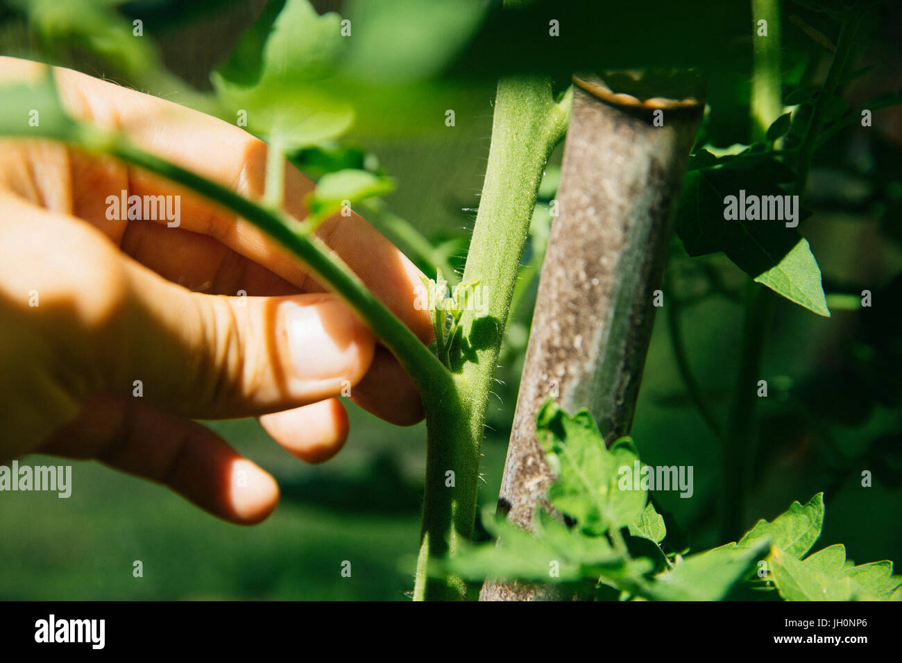 Bei der Seitentriebe Ausgeizen Tomatenpflanze Banque D'Images