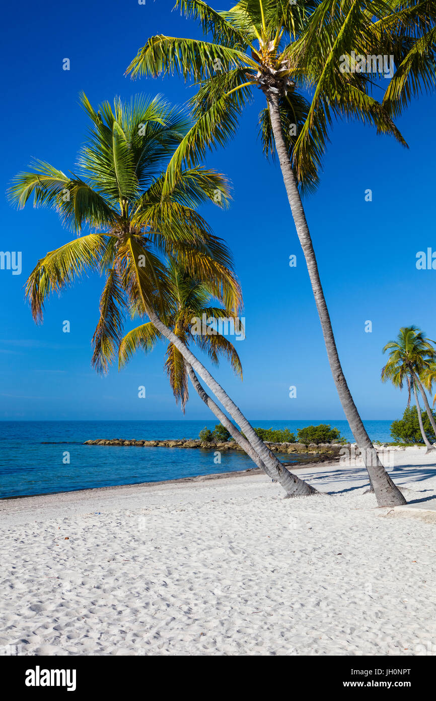 Palmiers tropicaux sur sable blanc propre Smathers Beach à Key West Banque D'Images