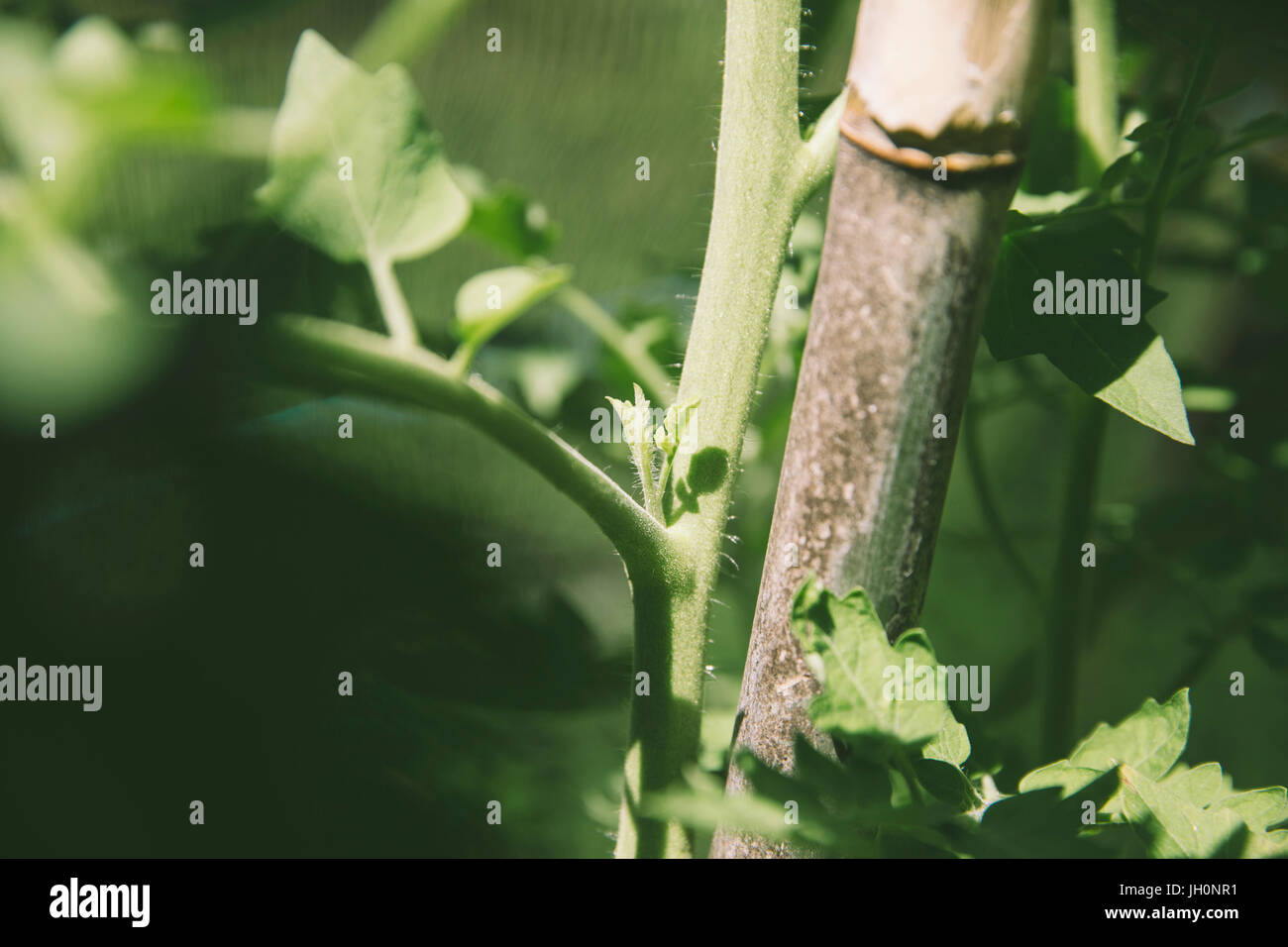 Bei der Seitentriebe Ausgeizen Tomatenpflanze Banque D'Images