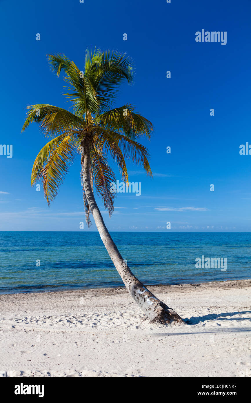 Palmiers tropicaux sur sable blanc propre Smathers Beach à Key West Banque D'Images