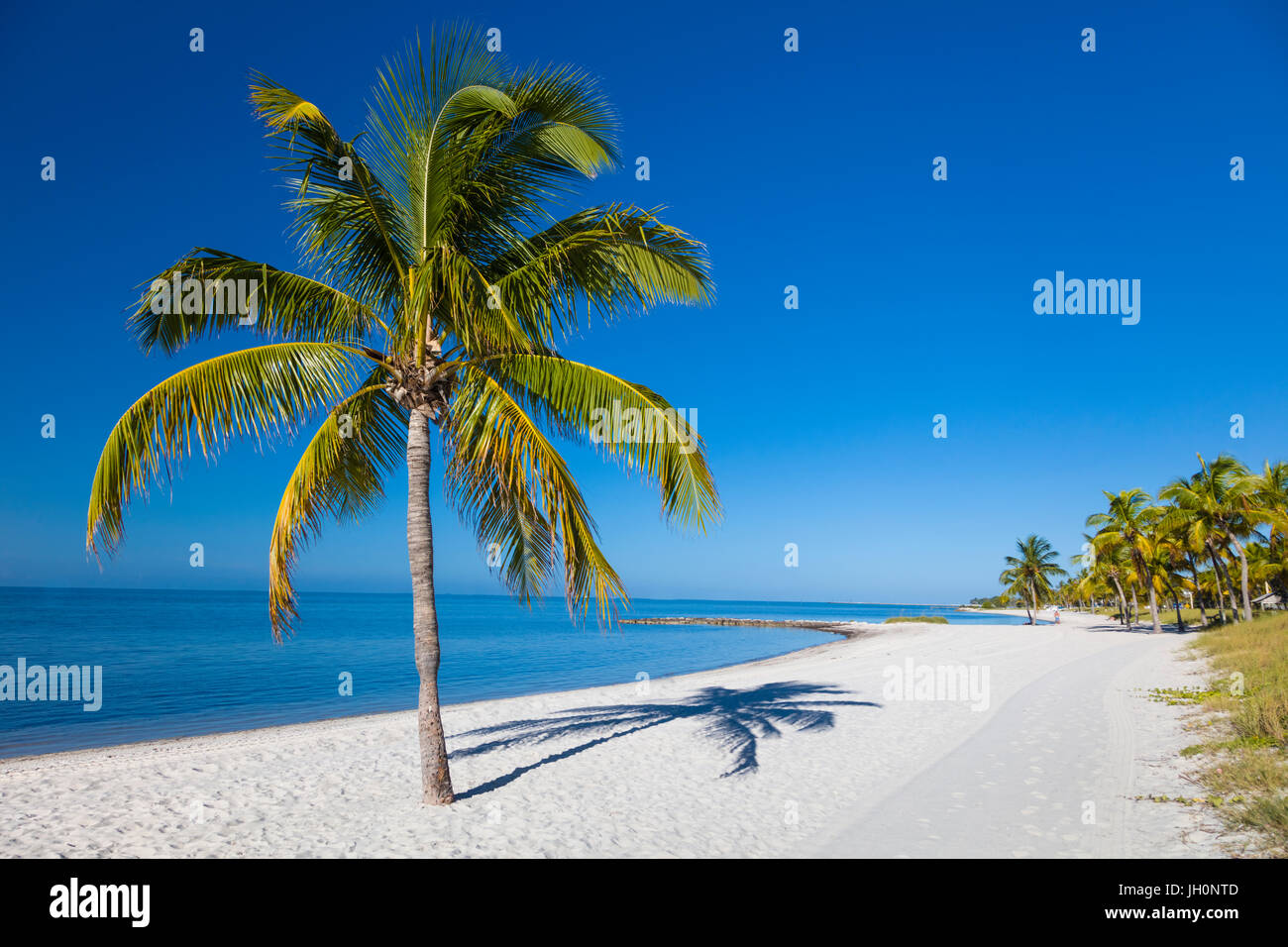 Palmiers tropicaux sur sable blanc propre Smathers Beach à Key West Banque D'Images