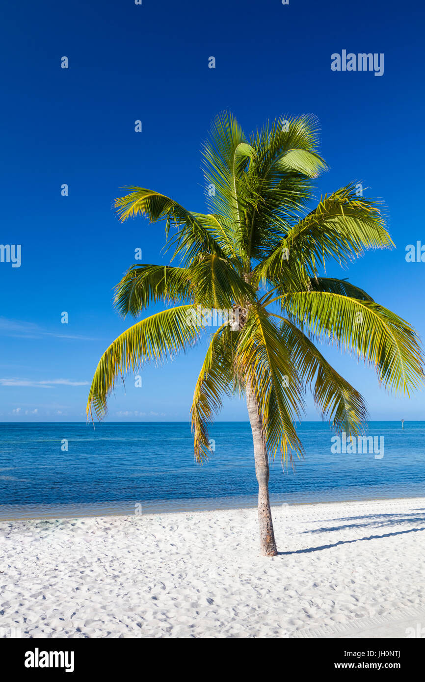 Palmiers tropicaux sur sable blanc propre Smathers Beach à Key West Banque D'Images