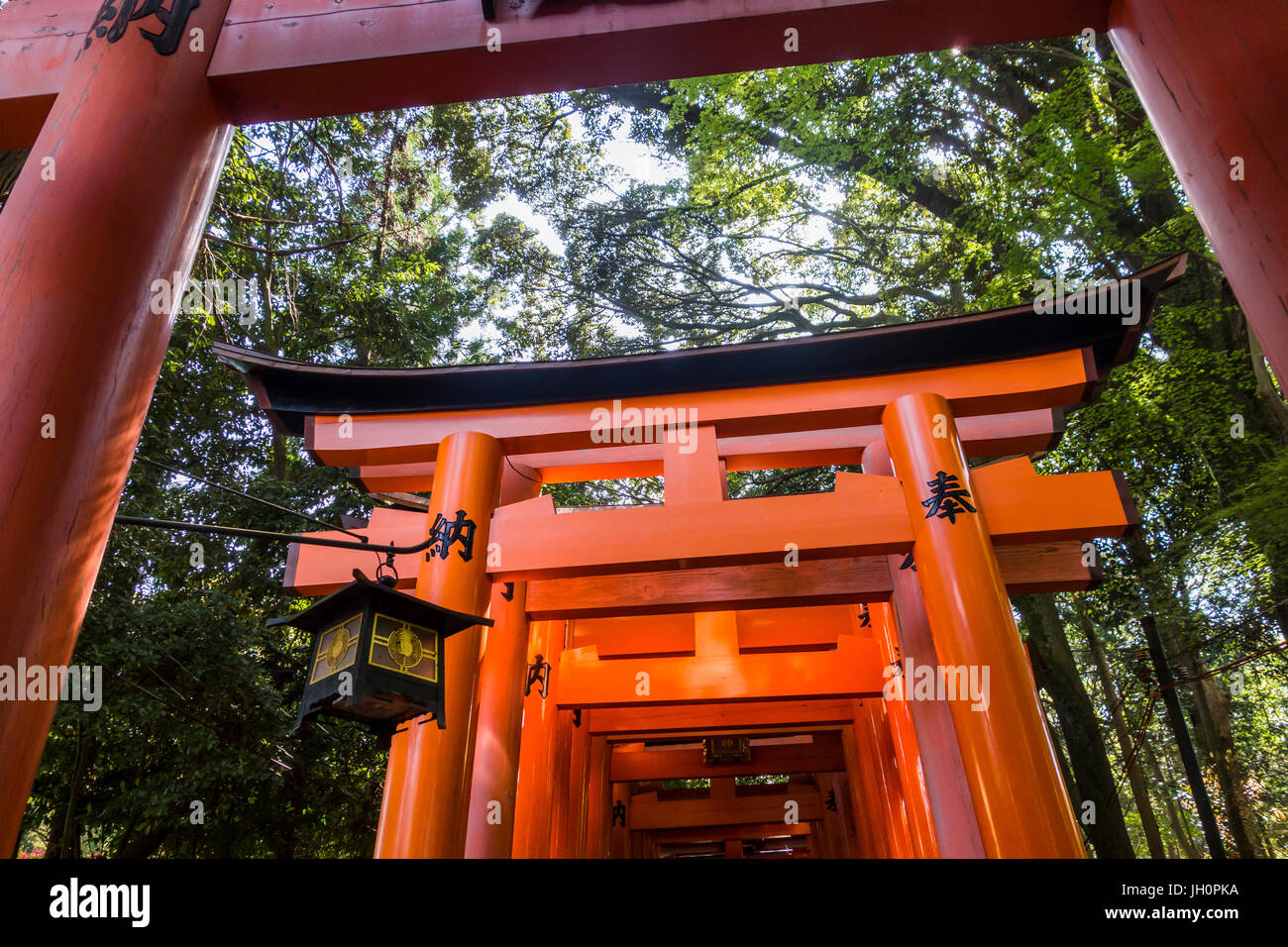 Fushimi Inari Taisha, Torii gates Banque D'Images