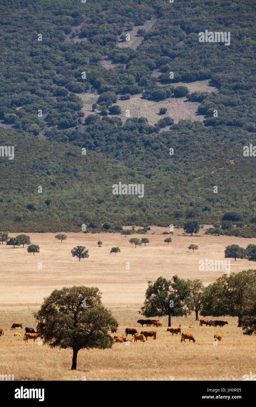 Le pâturage du bétail sur les plaines d'La-Mancha dans la région Castilla -La-Macncha du centre de l'Espagne Banque D'Images
