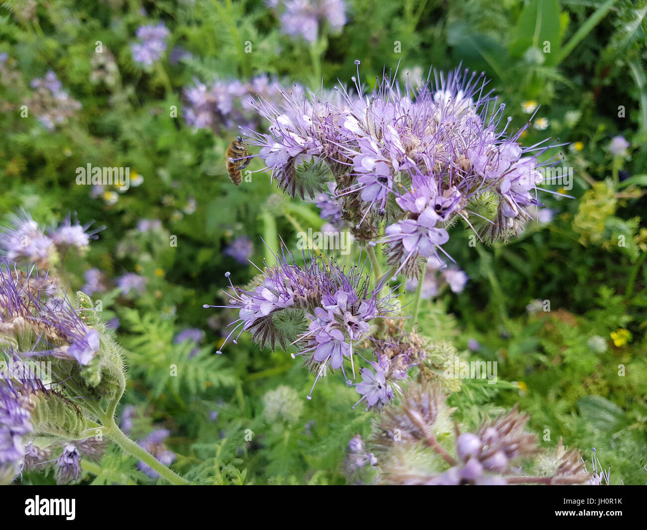 Gruenduengung heilpflanze, Phacelia tanacetifolia, ; Banque D'Images