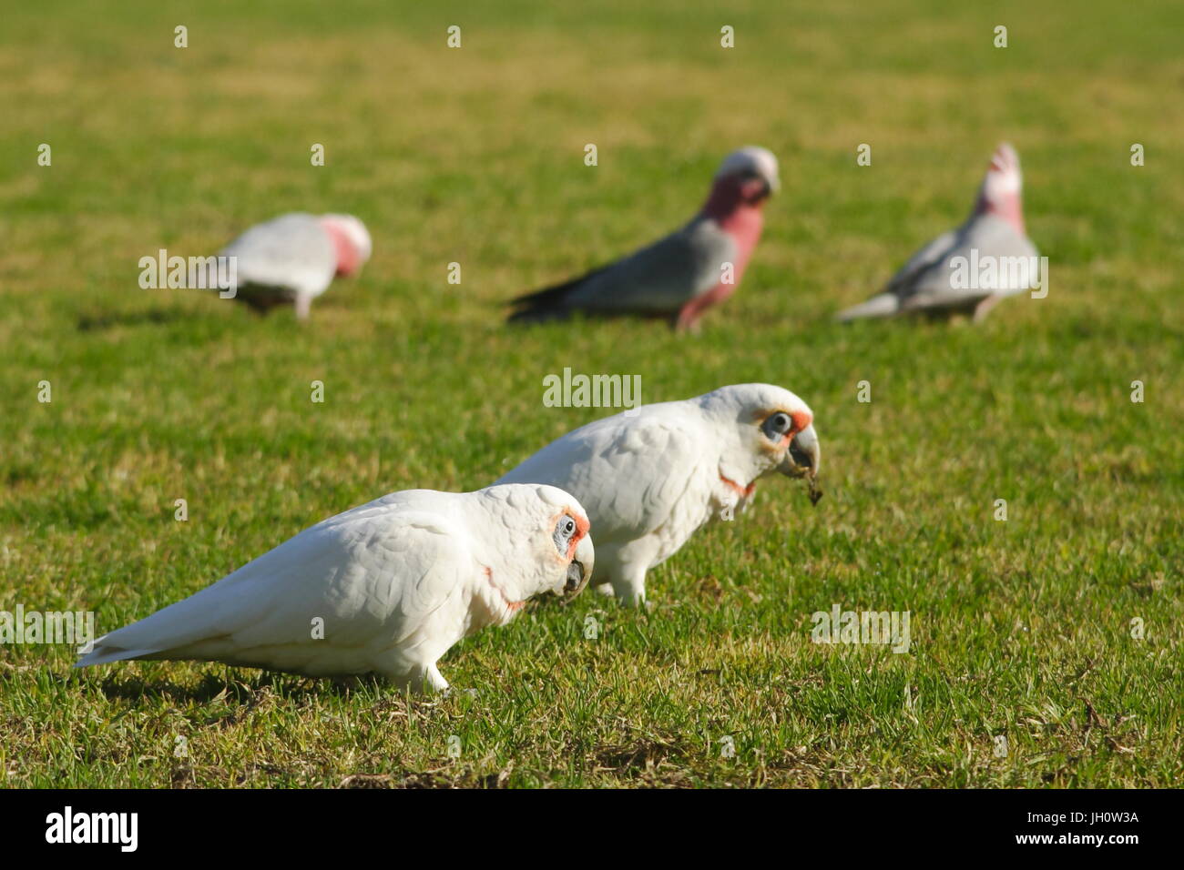 Long de l'est facturé à Corella Banque D'Images