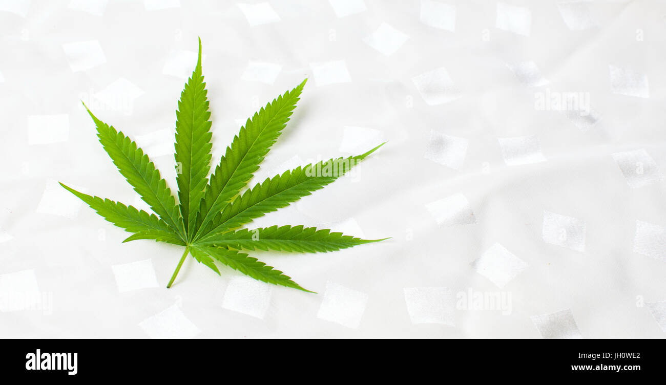 Grande feuille de marijuana sur fond textile blanc Banque D'Images