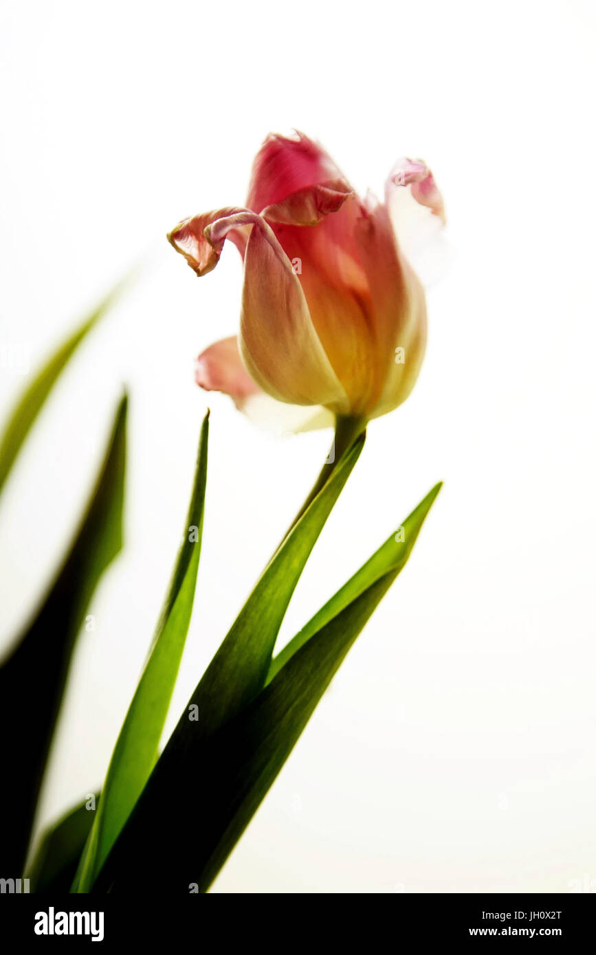 Parfait unique dans une tulipe vase transparent Banque D'Images