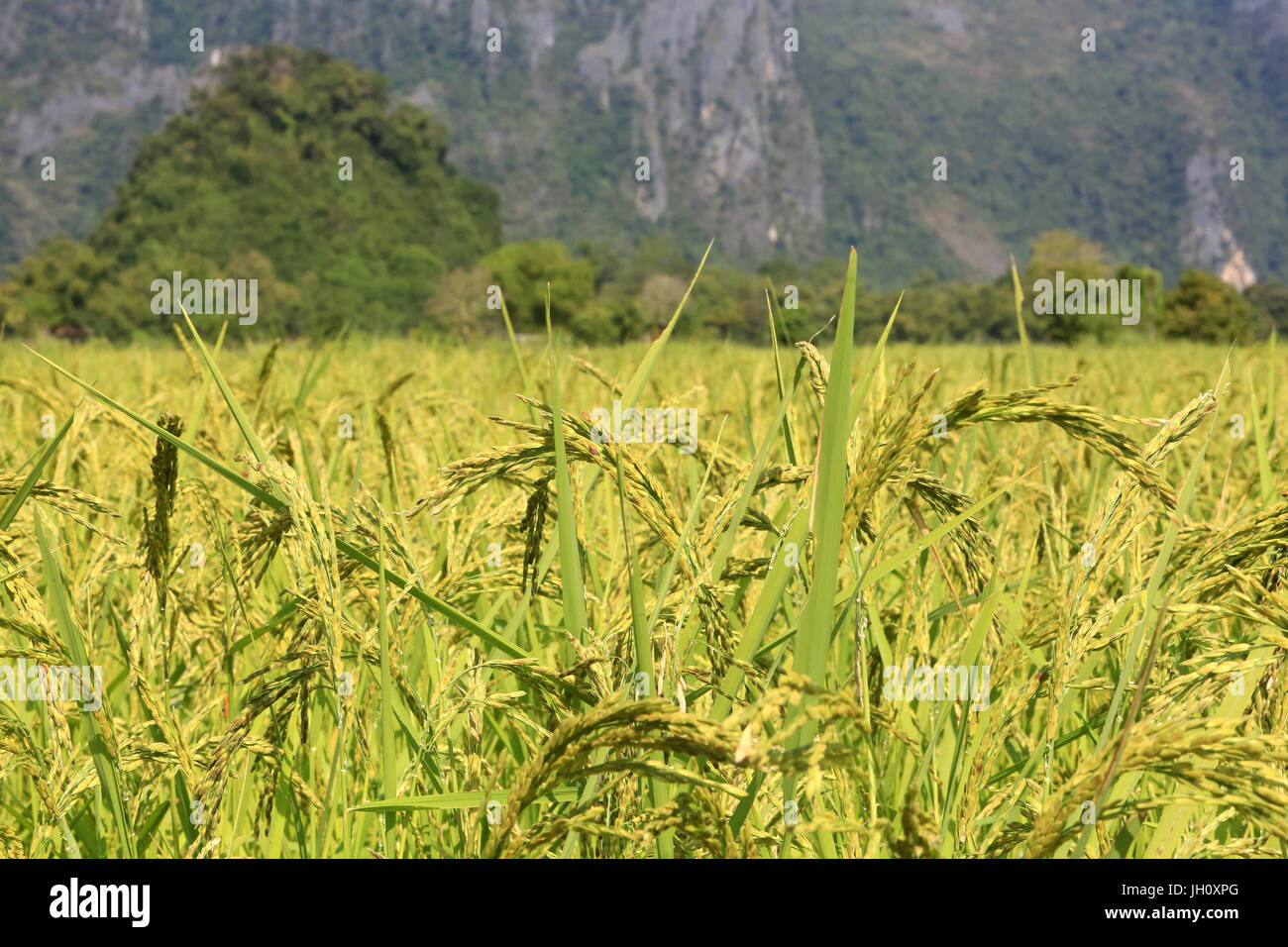 L'agriculture. Close up de la culture du riz dans une rizière. Le Laos. Banque D'Images