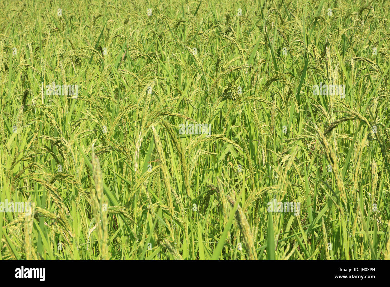L'agriculture. Close up de la culture du riz dans une rizière. Le Laos. Banque D'Images