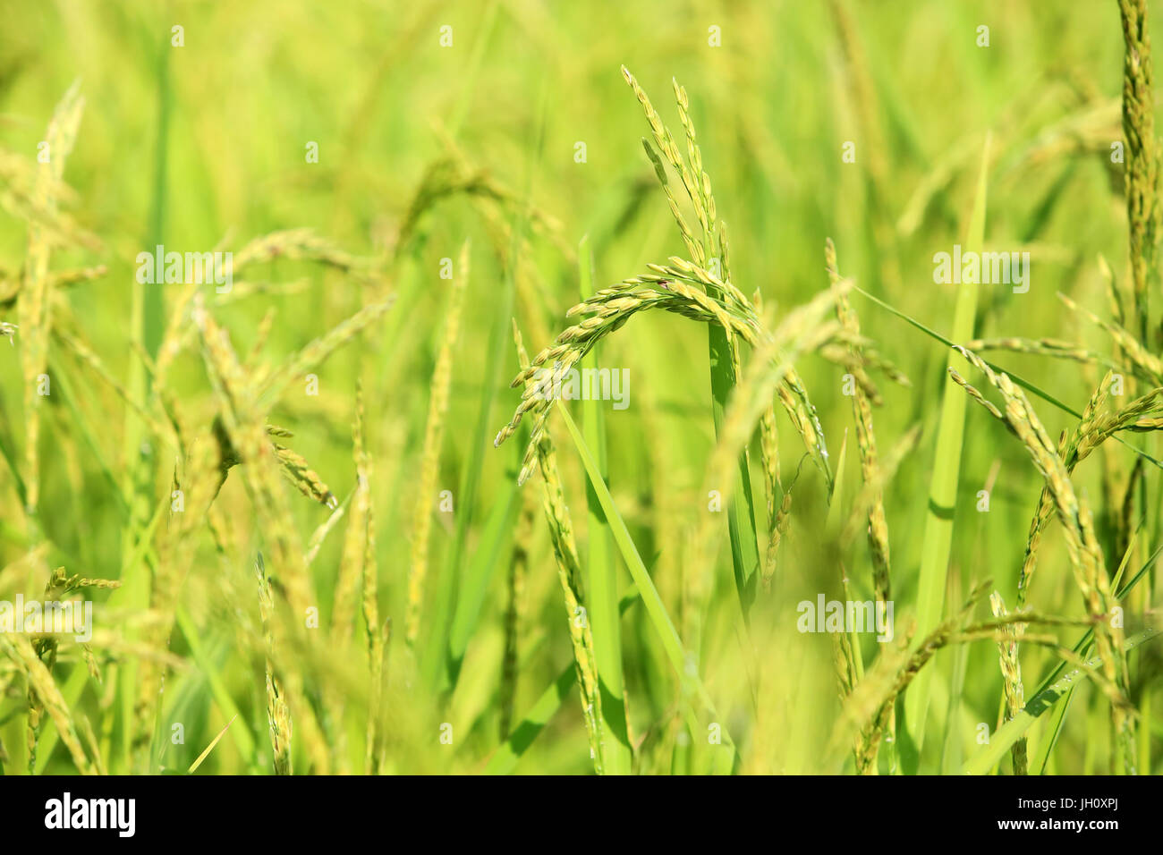 L'agriculture. Close up de la culture du riz dans une rizière. Le Laos. Banque D'Images