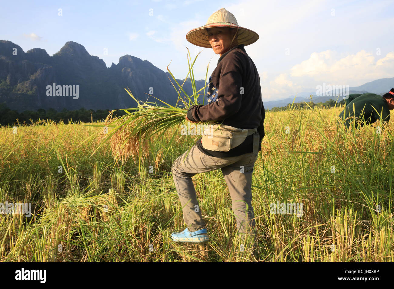 Exploitant agricole travaillant dans les rizières en paysage rural. Le Laos. Banque D'Images