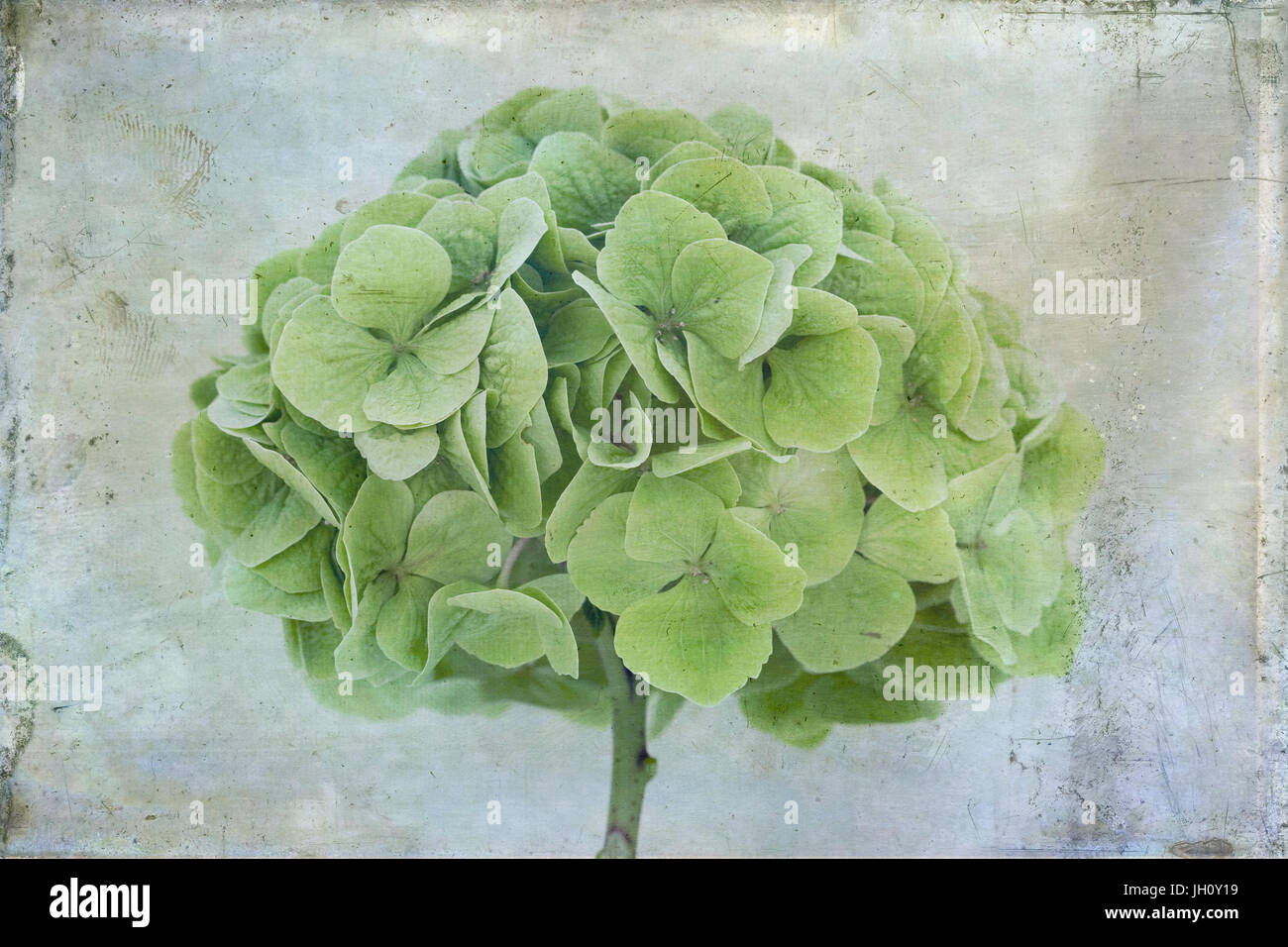 Close up l'étude d'une tête de balai vert l'hydrangea. Banque D'Images