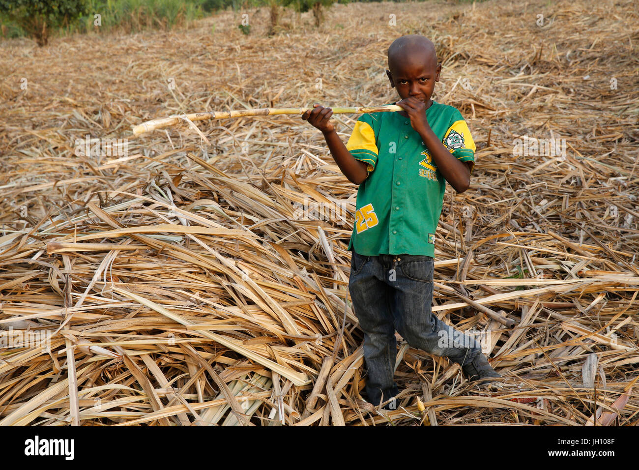 La canne à sucre de l'alimentation des enfants ougandais. L'Ouganda. Banque D'Images