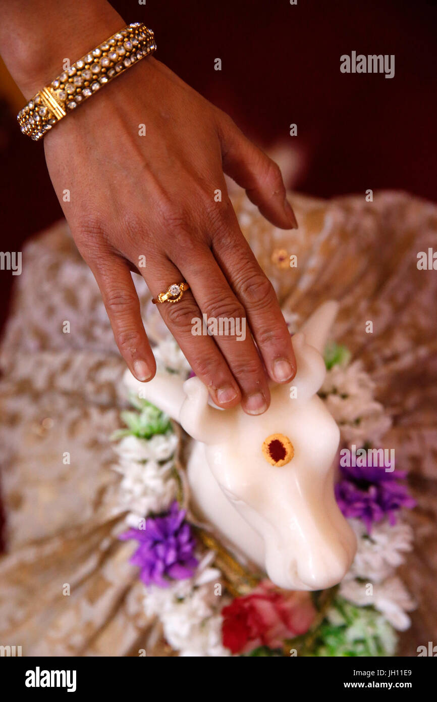 Femme hindoue touchant un Nandi bull dans Shirdi Sai Baba temple, Leicester. United Kingdom. Banque D'Images